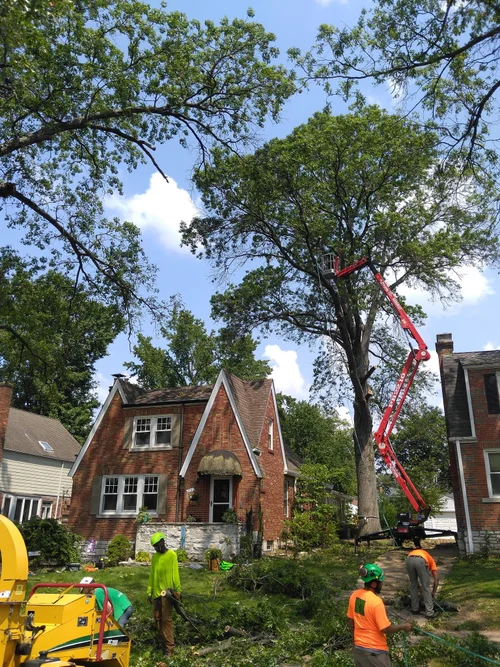 Tree service project by Alchemy Tree